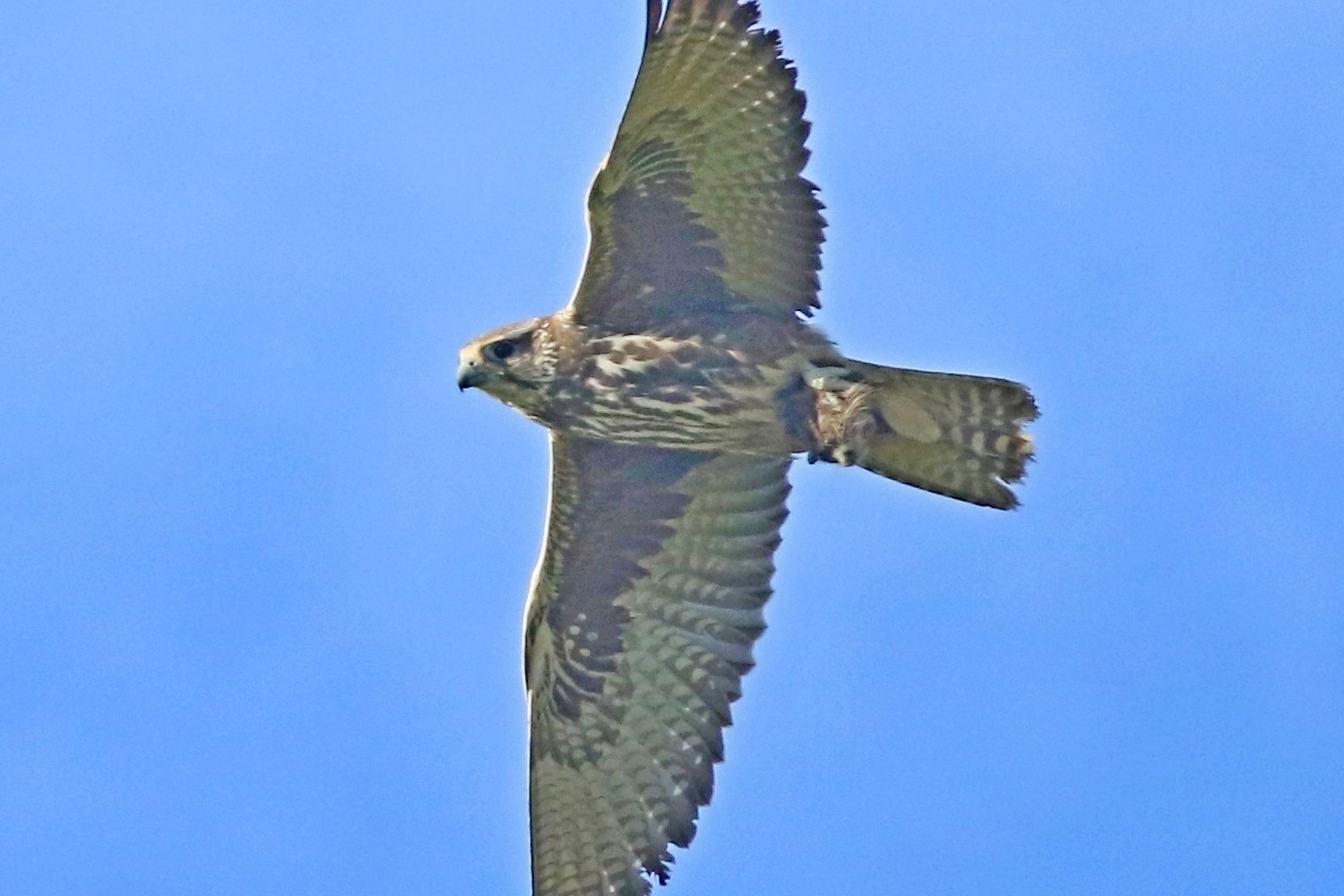 Falco sacro ( Falco cherrug ) e preda da identificare